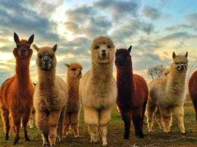 Dove fare una passeggiata con gli alpaca in Italia