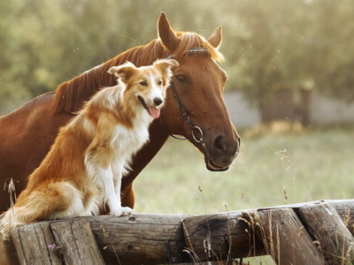 Esperienze con gli animali da regalare