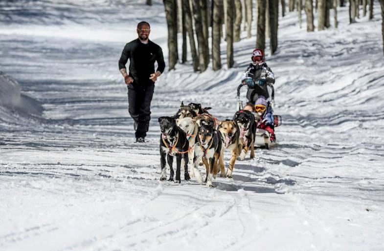 Sleddog, Escursione in Slitta e Lama Trekking sulle Dolomiti
