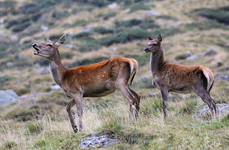 Wildlife Watching nella Val di Pejo