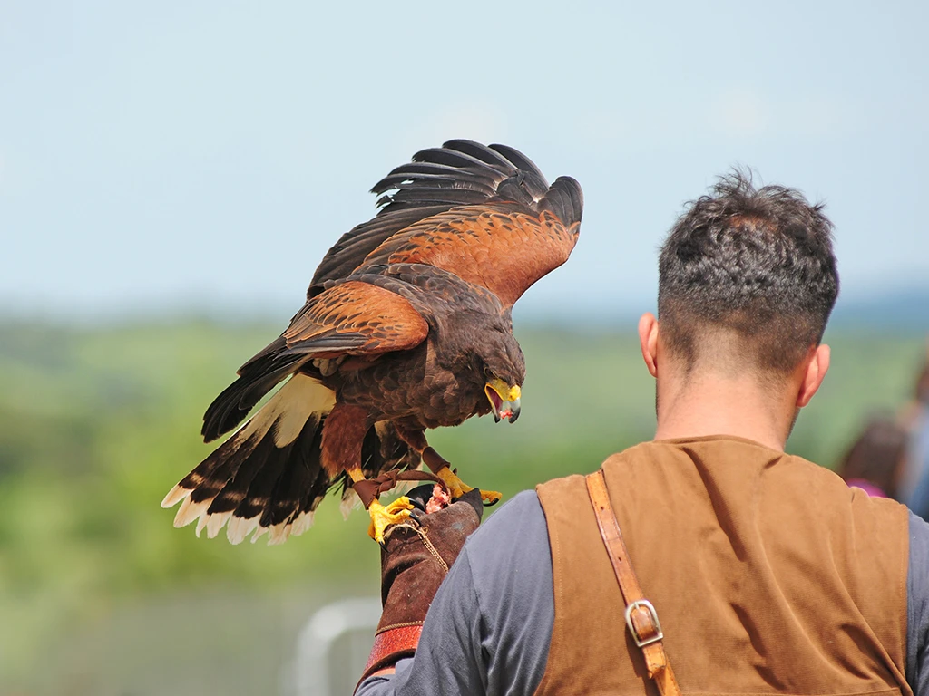 Corso di falconeria: le migliori soluzioni in Italia