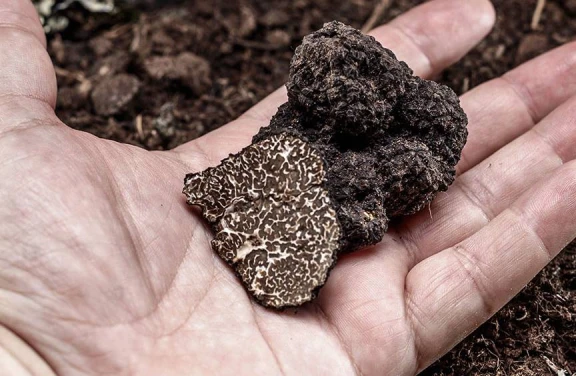 Caccia al Tartufo in Toscana vicino Siena