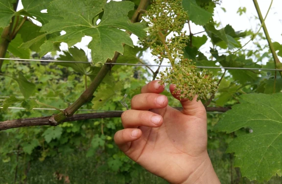 Cantina Fontechiara "Adotta un filare di Nebbiolo"