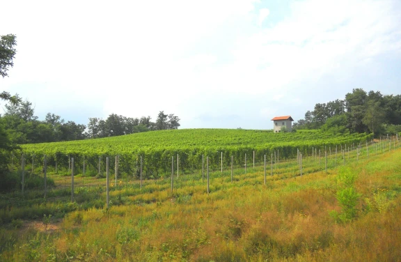 Cantina Fontechiara "I Segreti di 4 vini DOC"