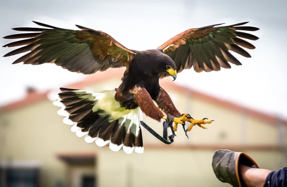 Esperienza con i Rapaci a Senigallia