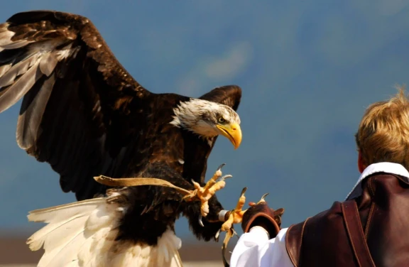 Esperienza di Falconeria in Calabria