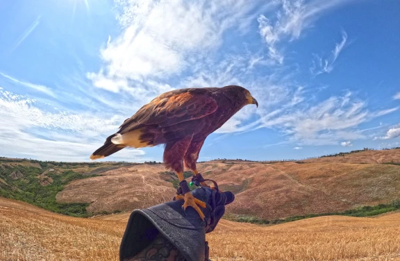 Falconeria nelle Crete Senesi