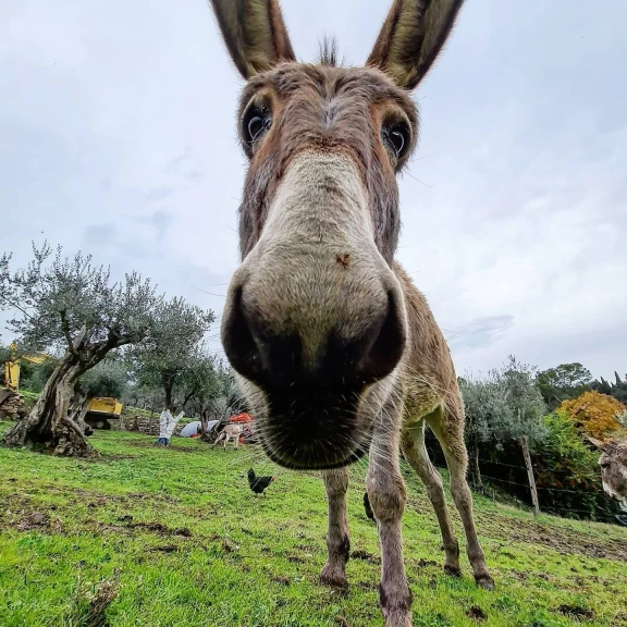 Esperienza con gli Asini in Fattoria vicino Firenze