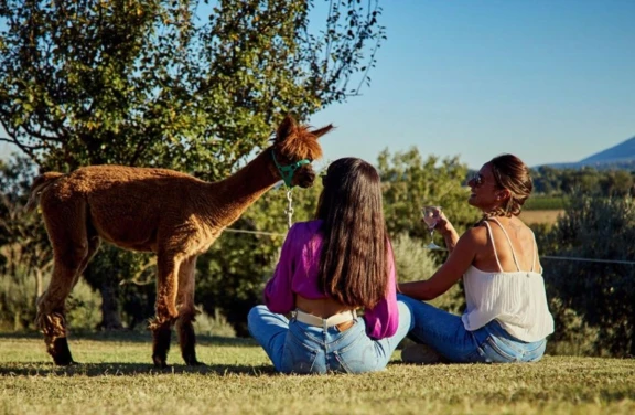 Passeggiata con gli Alpaca a Chianciano Terme