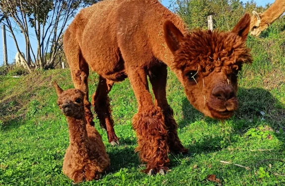 Passeggiata con gli Alpaca a Losine in Val Camonica