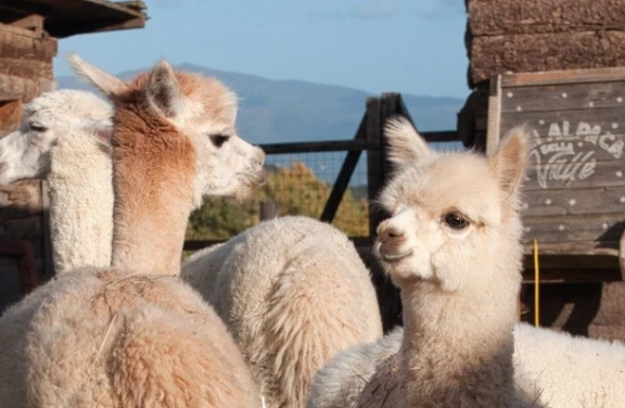 Passeggiata con gli Alpaca ad Anghiari vicino Arezzo