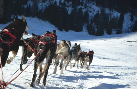 Sleddog a Madonna di Campiglio in Trentino