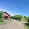 Barbaresco E-Bike Tour nelle Langhe