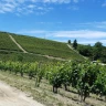 Barbaresco E-Bike Tour nelle Langhe