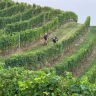 Barbaresco E-Bike Tour nelle Langhe