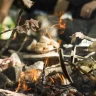 Bushcraft in Trentino nella Val di Sole