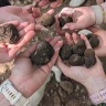 Caccia al Tartufo con Aperitivo, Pranzo o Cena ad Alberobello