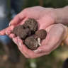Caccia al Tartufo con Aperitivo, Pranzo o Cena ad Alberobello