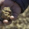 Caccia al Tartufo con Degustazione vicino Perugia