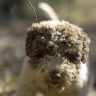 Caccia al Tartufo con Degustazione vicino Perugia