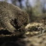 Caccia al Tartufo con Degustazione vicino Perugia