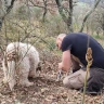 Caccia al Tartufo con Pranzo nel Lazio