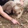 Caccia al Tartufo con Pranzo nel Lazio