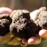 Caccia al Tartufo con Pranzo nel Lazio