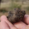 Caccia al Tartufo con Pranzo nel Lazio
