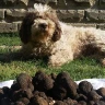 Caccia al Tartufo con Pranzo nel Lazio