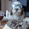 Caccia al Tartufo con Pranzo nel Lazio