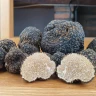 Caccia al Tartufo con Pranzo nel Lazio