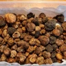 Caccia al Tartufo con Pranzo nel Lazio