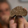 Caccia al Tartufo con Pranzo nel Parco Nazionale del Pollino