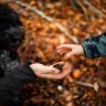Caccia al Tartufo con Pranzo nel Parco Nazionale del Pollino