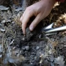 Caccia al Tartufo in Toscana vicino Siena