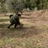 Caccia al Tartufo in Toscana vicino Siena