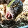 Caccia al Tartufo in Toscana vicino Siena