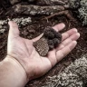Caccia al Tartufo in Toscana vicino Siena
