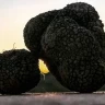 Caccia al Tartufo in Toscana vicino Siena