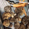 Caccia al Tartufo in Toscana vicino Siena