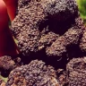 Caccia al Tartufo in Toscana vicino Siena