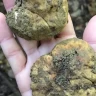 Caccia al Tartufo in Toscana vicino Siena