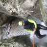 Canyoning Rio Selvano in Garfagnana