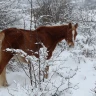Ciaspolata nel Parco Nazionale del Pollino