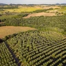 Degustazione dell'Olio di Pienza vicino Siena