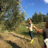 Degustazione dell'Olio di Pienza vicino Siena