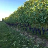 Degustazione di Vini a Neive nelle Langhe