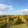 Degustazione di Vini a Neive nelle Langhe