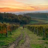 Degustazione di Vini a Neive nelle Langhe